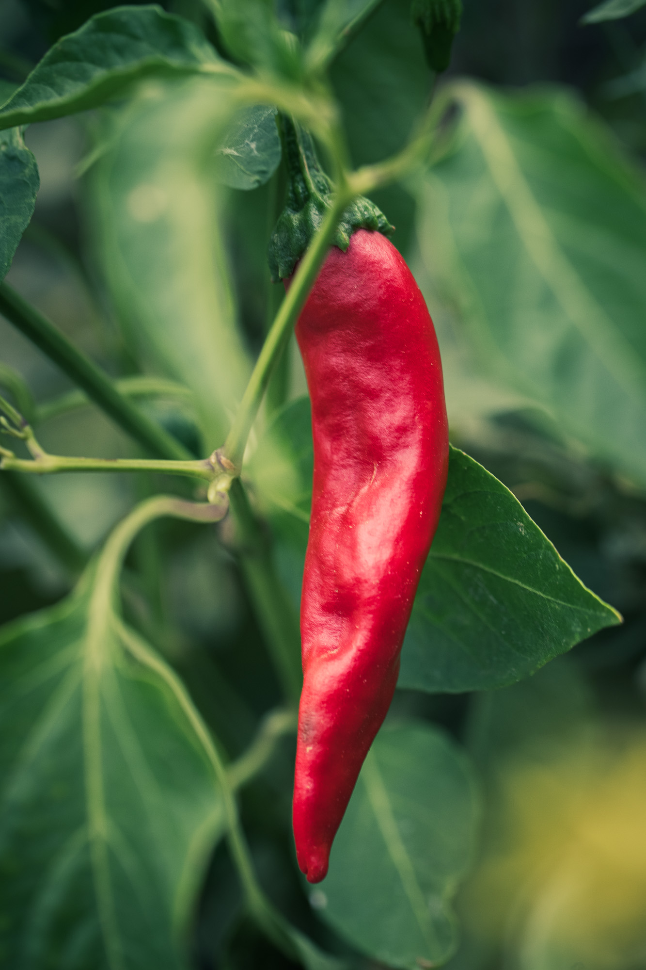 Ripe red chili growing in the garden