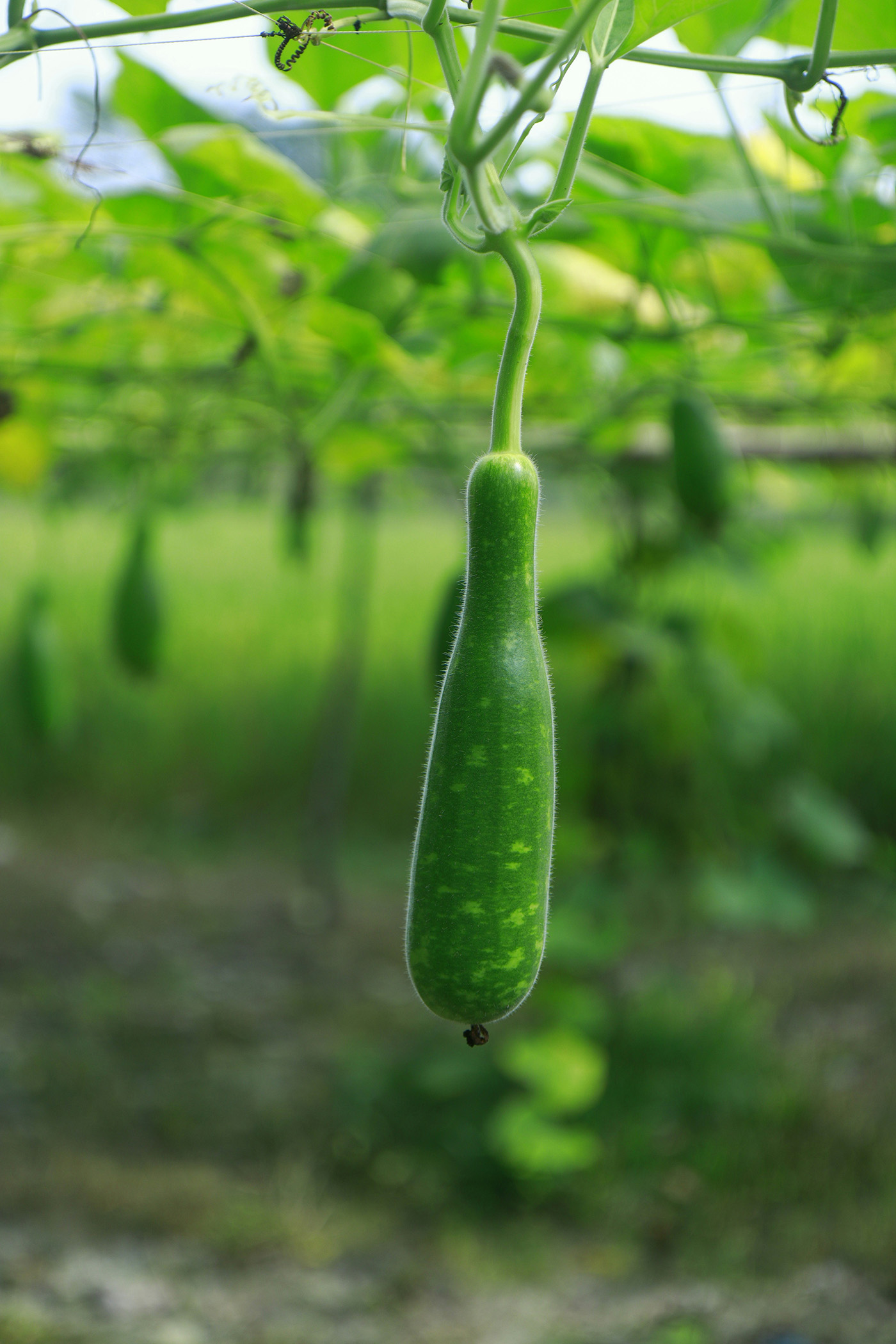 Bottle gourd hanging from the vine