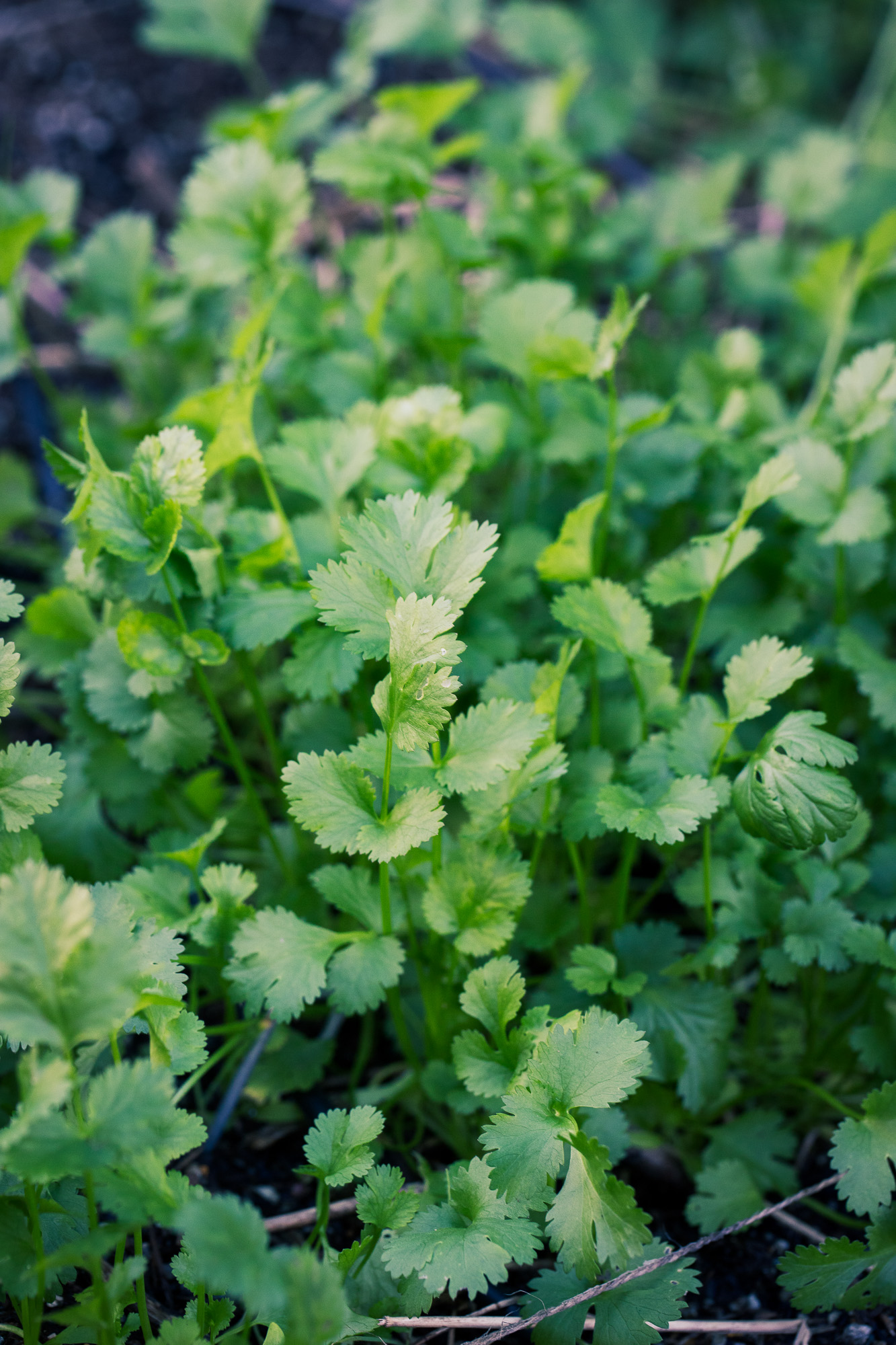 Fresh coriander leaves