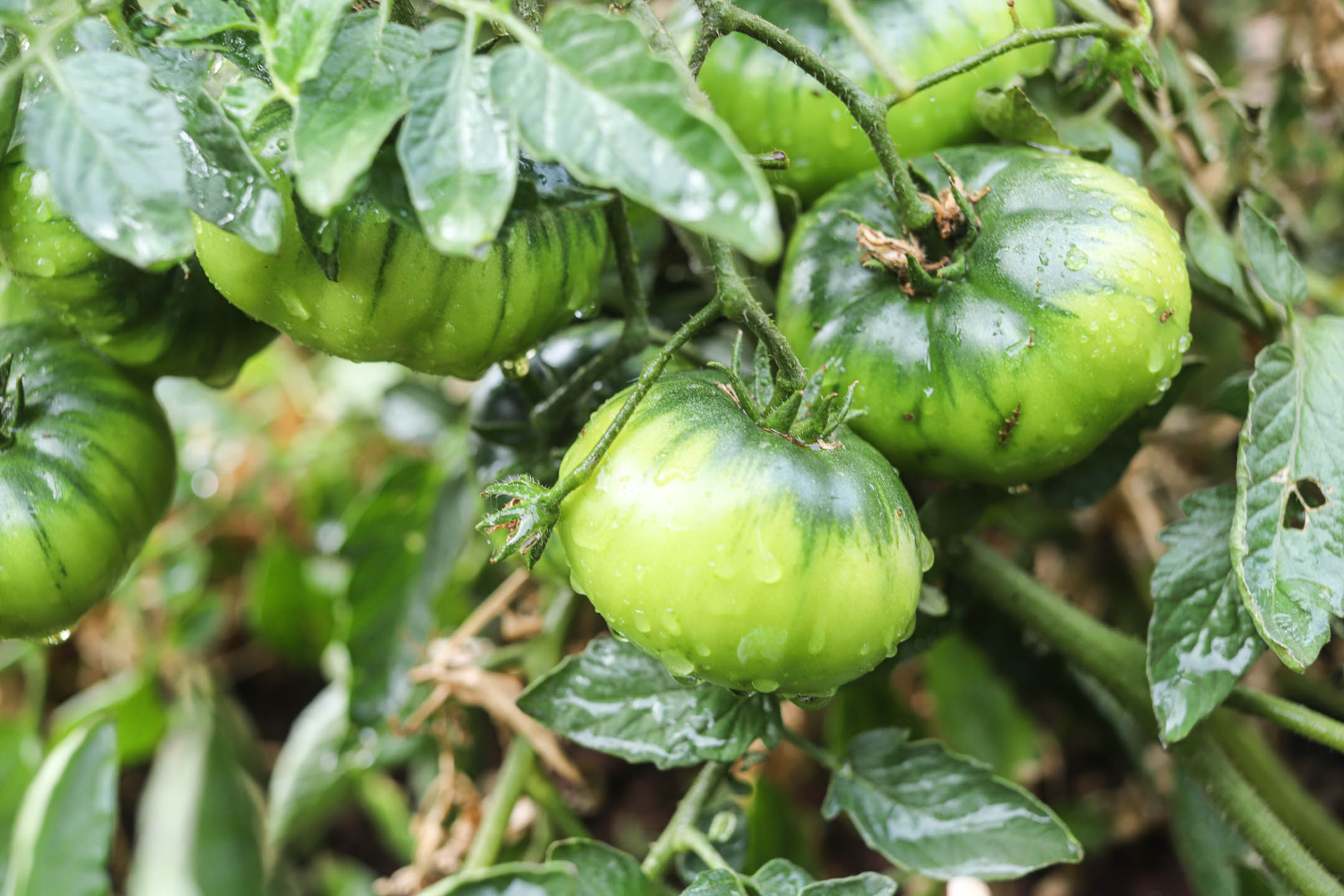 Green tomatoes ripening on the vine