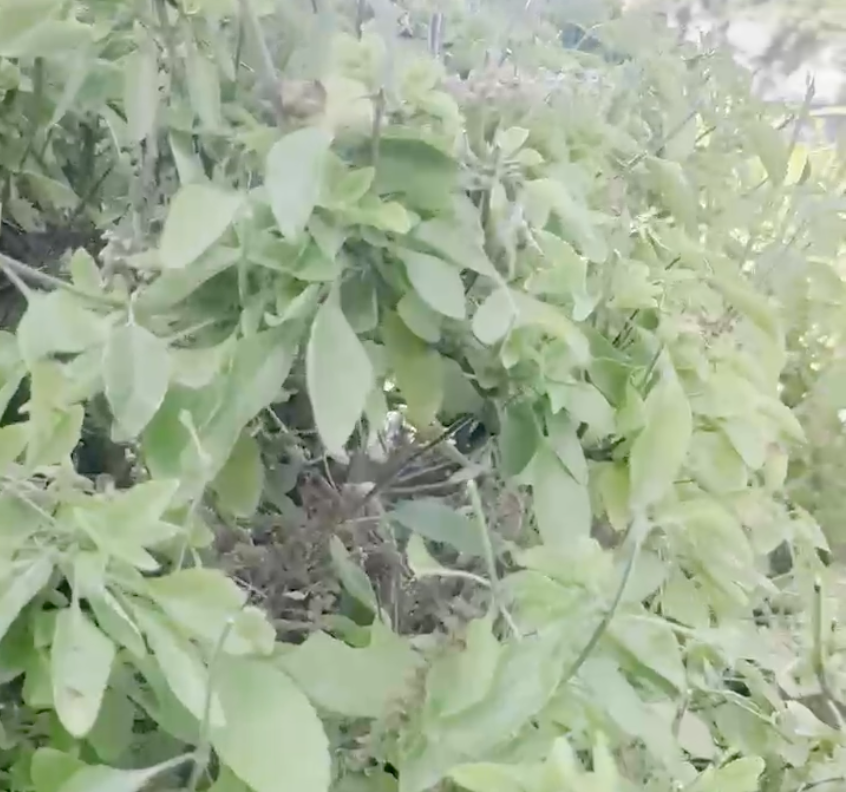 Tulsi (Holy Basil) - Rama Type